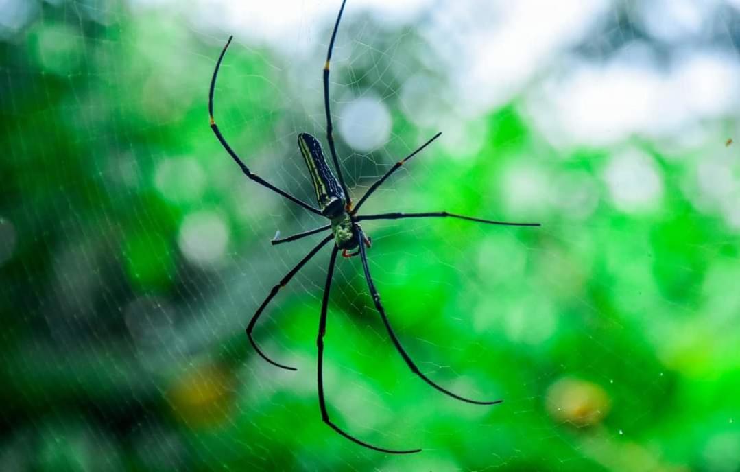 Sinharaja Forest Gate Deniyaya Dış mekan fotoğraf