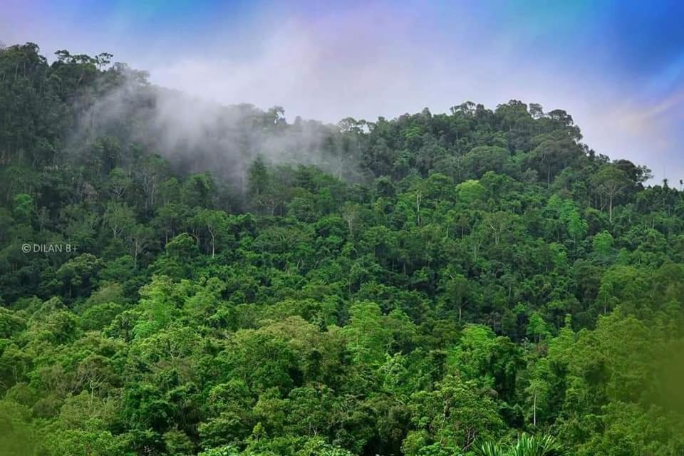 Sinharaja Forest Gate Deniyaya Dış mekan fotoğraf