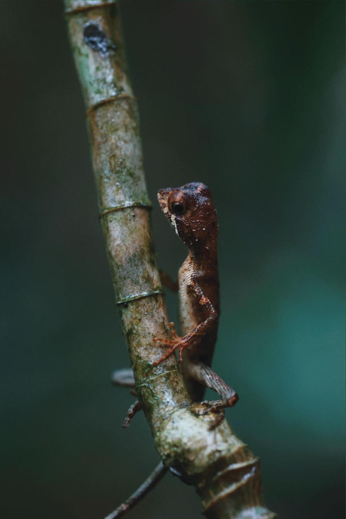 Sinharaja Forest Gate Deniyaya Dış mekan fotoğraf